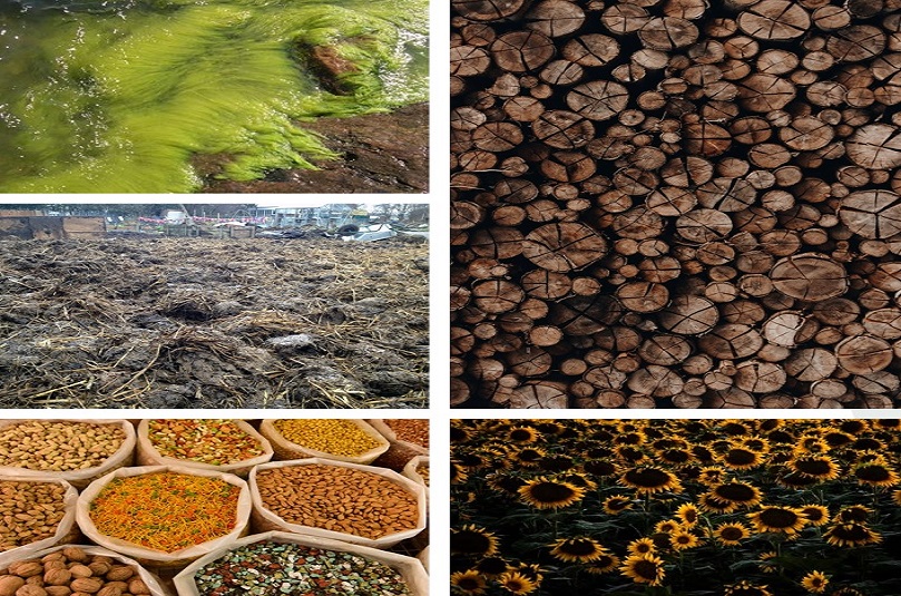 Types Of Biomass And Their Properties